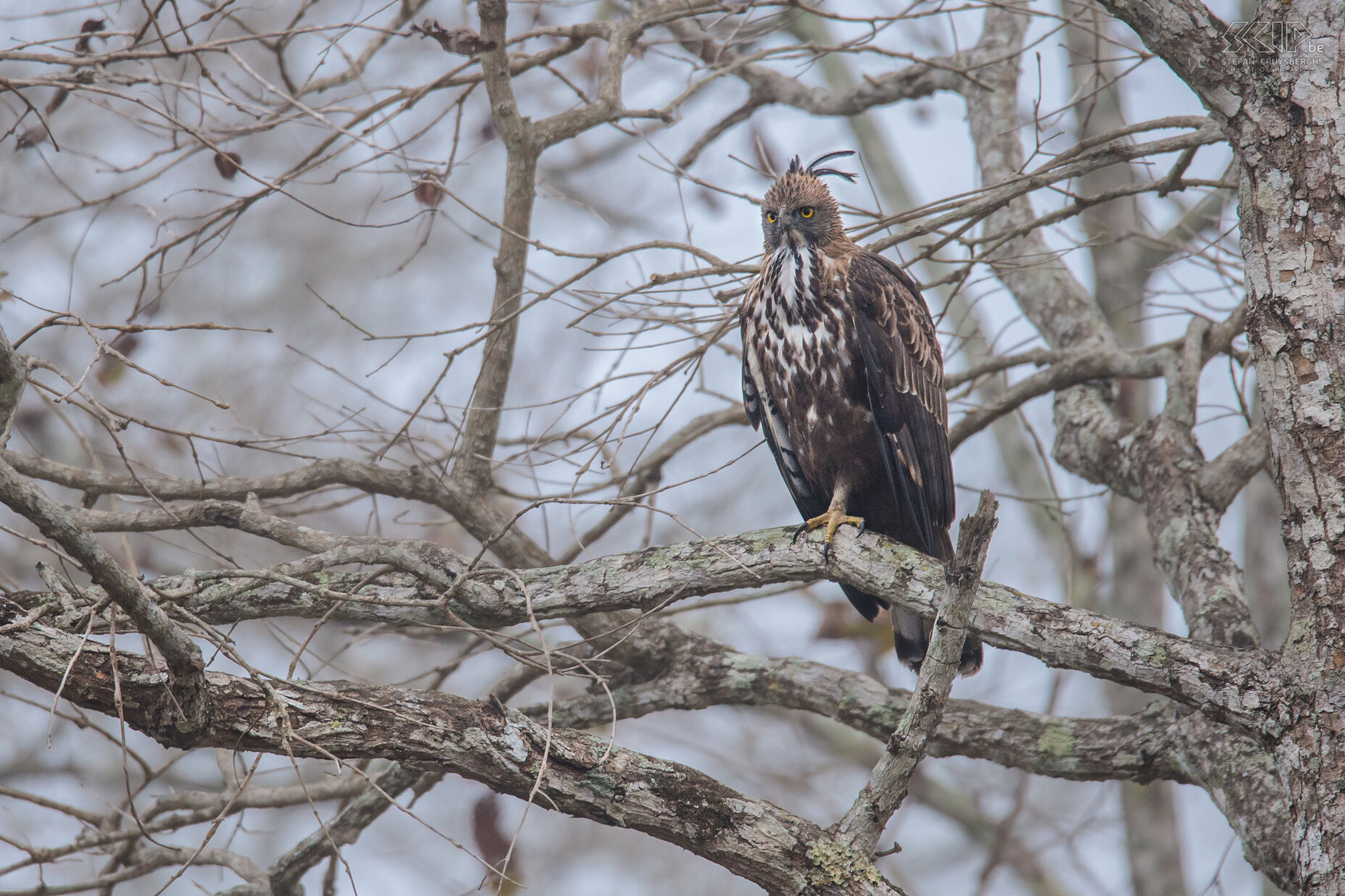 Kabini - Indische slangenarend Indische slangenarenden (Crested serpent eagle, Spilornis cheela melanotis) zijn middelgrote roofvogels die leven in beboste gebieden in tropisch Azië. Ze jagen op slangen en hagedissen.<br />
 Stefan Cruysberghs